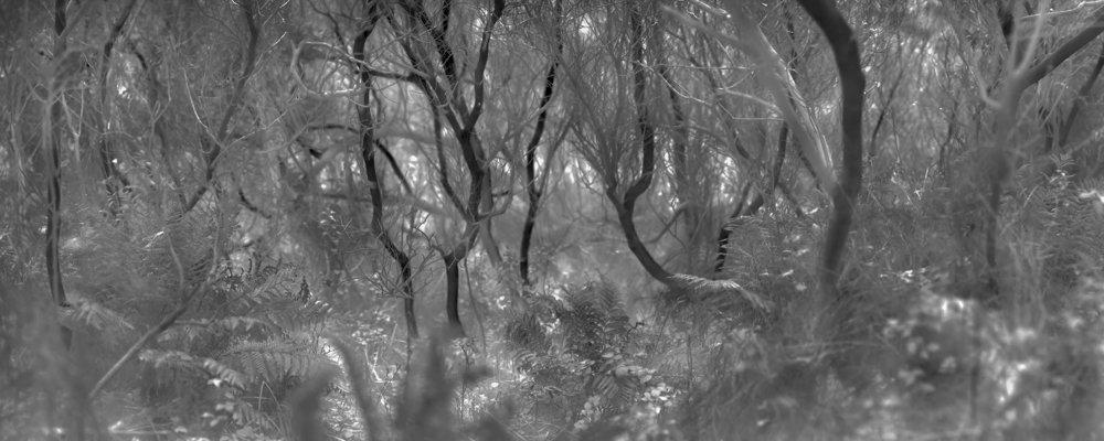 Overshoot #5 by Yogan Muller. Photo: Alex Turner, Arroyo Willow and Fern Grove, Monterey County, CA, 2025. Silver Gelatin Print, 14x 35 in.