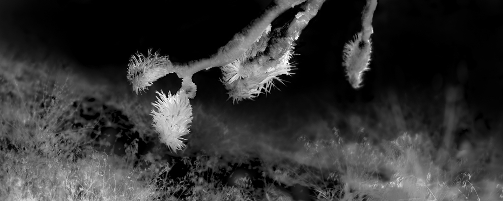 Overshoot #5 by Yogan Muller. Alex Turner, Burned Joshua Tree with Dried Invasive Grasses, Estimated 100 Years Old, Dome Fire Site, San Bernardino County, CA, 2024. Silver Gelatin Print, 8 x 20 in.