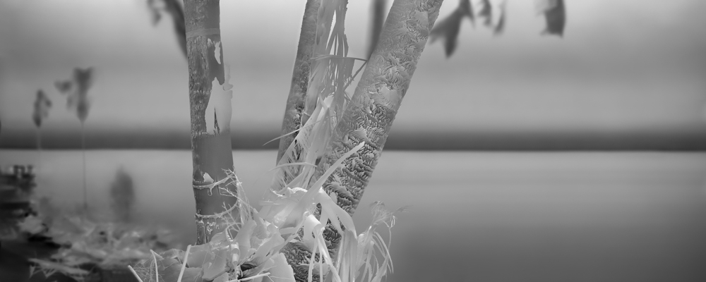Overshoot #5, Yogan Muller, Alex Turner, Burned Mexican Fan and Queen Palms, Palisades Fire Scar, Estimated 70 Years Old, Los Angeles County, CA, 2025. Silver Gelatin Print, 14 x 35 in
