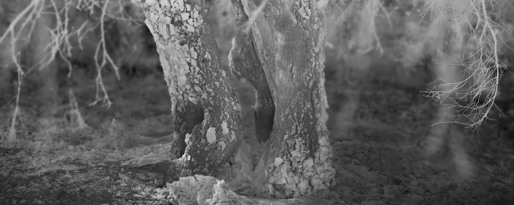 Overshoot #5 by Yogan Muller. Alex Turner, Coast Live Oak, Infected with Goldspotted Oak Borer, Estimated 200 Years Old, Ventura County, CA, 2025. Silver Gelatin Print, 8 x 20 in.