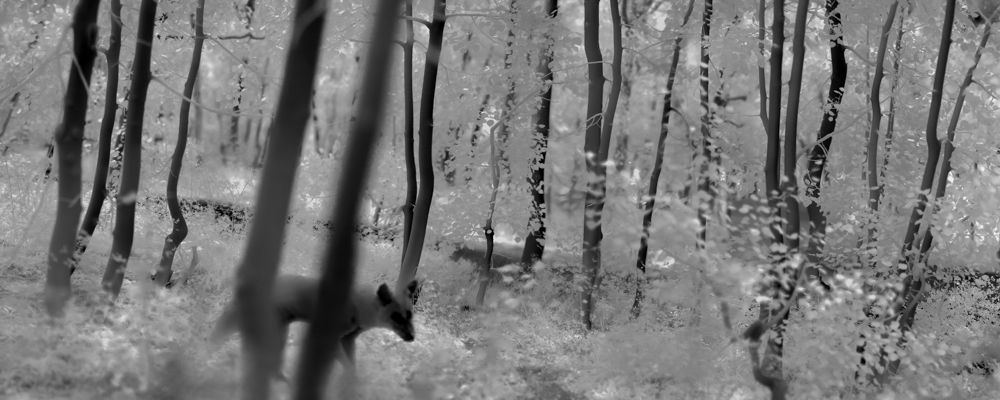 Overshoot #5 by Yogan Muller. Alex Turner, Coyote and Clonal Quaking Aspen Grove, Estimated 1500 Years Old, Mono County, CA, 2024. Silver Gelatin Print, 14 x 35 in.