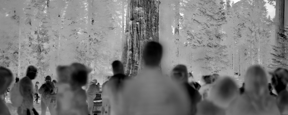 Overshoot #5 by Yogan Muller. Alex Turner, General Sherman Giant Sequoia, Estimated 2,200 - 2,700 Years Old, Tulare County, CA, 2025. Silver Gelatin Print, 14 x 35 in.