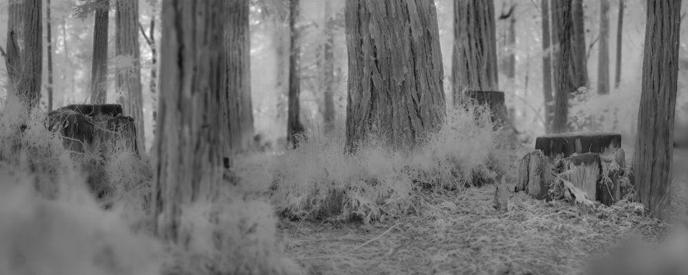 Overshoot #5 by Yogan Muller. Alex Turner, Living Redwood Stumps, Logged in 1880s, Monterey County, CA, 2025Silver Gelatin Print, 18 x 45 in.