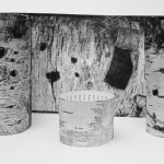 Betula papyrifera an elegy