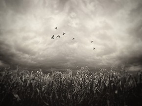 Corn Field_Lenscratch