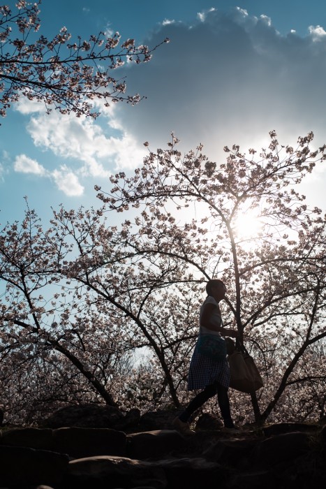 Farese_Fodor's Japan_20240414_Japan_315