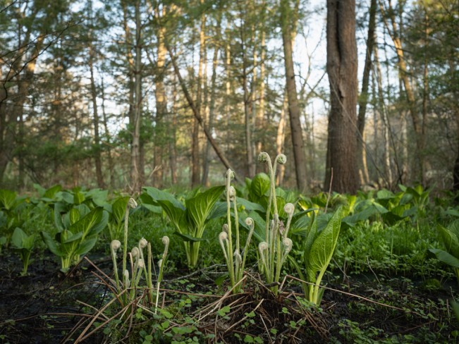 Morning Wetlands in Lincoln II