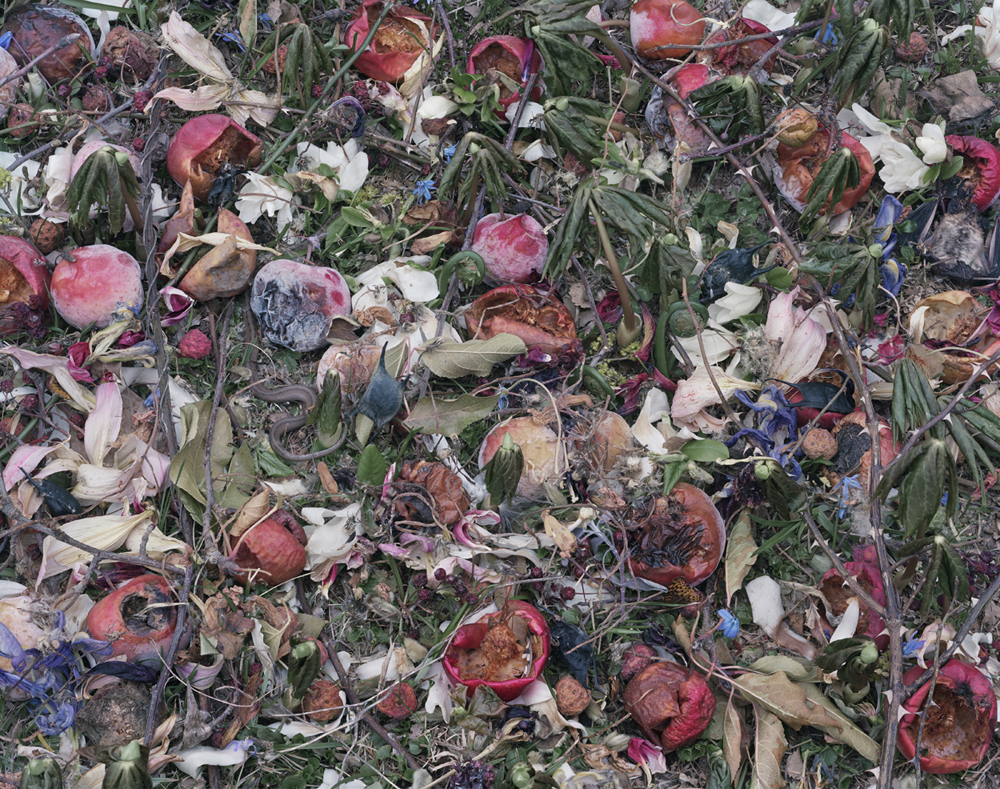 Conceptual photography project by Tanya Marcuse, imagining the Garden of Eden after the Fall. Constructed still-life with rotting apples and other decaying fruit and flowers with allover composition. Large-scale color photograph. Influenced by the Garden of Earthly Delights by Hieronymus Bosch and Abstract Expressionism.