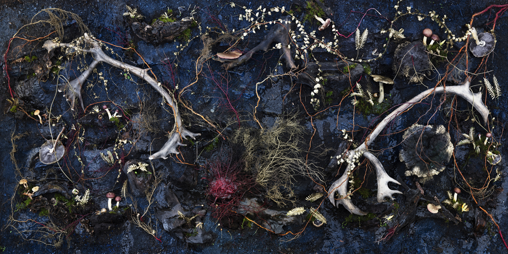 I began the series during the lockdown at the beginning of the pandemic; it has unfolded during wildfires, extreme temperatures, and other climate nightmares. The title of the project is borrowed from the 16th century Book of Miracles -- a compendium of salvific, biblical, quotidian, astronomical, and apocalyptic miracles. The project aims to articulate the intangible and ineffable, to make manifest phenomena that defy the laws of nature, using fire, paint, and the staging of fantastical scenes. I’m fascinated by the metaphysical convergence of ground, sky and the deep sea, and the power of the elements of fire, water, and earth. Photography often walks a thin line between fact and fiction, or dwells in a realm where the two cannot be distinguished; the work takes part in this pendulum swing between belief and doubt, ruin, and creation. The works range in scale from immersive 5 x 10’ to 5 x 7”. Part 1 (small works) and part 3 (large works) are made in my outdoor studio under a huge canopy that becomes an evenly lit lightbox and where I keep a collection of materials collected from the natural world --antlers, bones, skeletons, milkweed, sticks, vines, leaves, flowers --along with paints, glue, glitter, and various torches, that I use to make the work. (My indoor studio has several freezers where I preserve snakes, rodents, birds and frogs and fruit). Using these materials, I compose on a wooden frame tilted up at a 45% angle (part garden bed, part canvas, part diorama) and then photograph the creation from a scaffold. The larger pieces can take weeks or months to compose, while the smaller works are more immediate. To achieve the intense level of description I’m after, I shoot the large pieces by taking 30 or 40 close-up pictures of the tableaux and stitch these together in post-production. Part 2 of the series takes place outside the tent studio, where I stage fantastical scenes in swamps, rivers and orchards. Part 4 is comprised of a series of films.