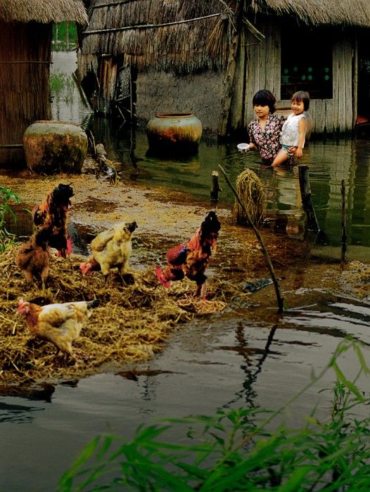 Minh Giang Pham ,The Chickens - Photo ART Phạm Minh Giảng
