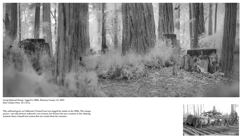 Overshoot #5 by Yogan Muller, Alex Turner's research document for Blind Forest