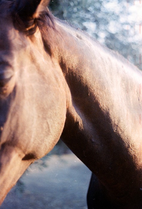 Sofia Noce - sofia noce