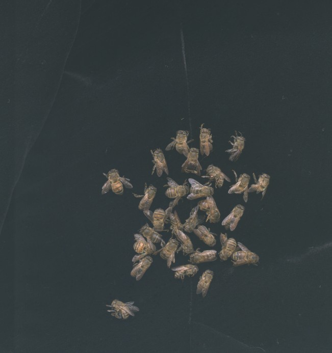 e_cianci_lenscratch11