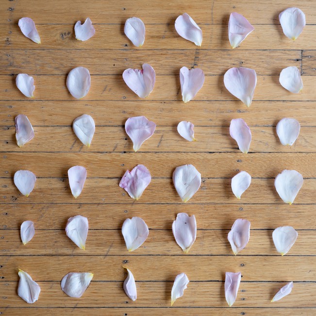 petalmatrix - Graham Parsons