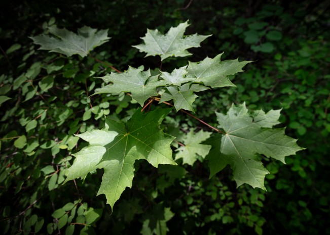 Lightfall (Cataldo Mission Grounds)