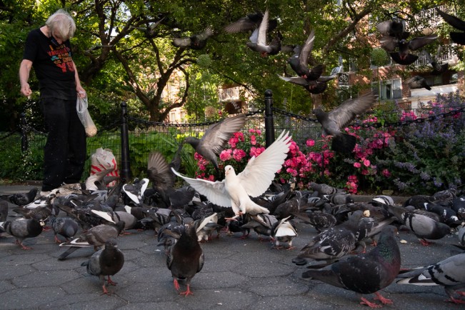 NYC, June 2021.  A man feeds pigeons in Washington Square Park.