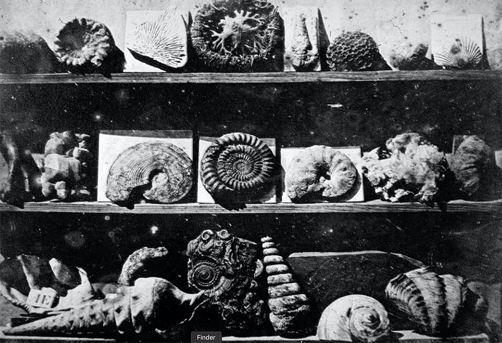 Louis-Jacque-Mandé Daguerre, Shells and Fossils, 1839, Daguerreotype.