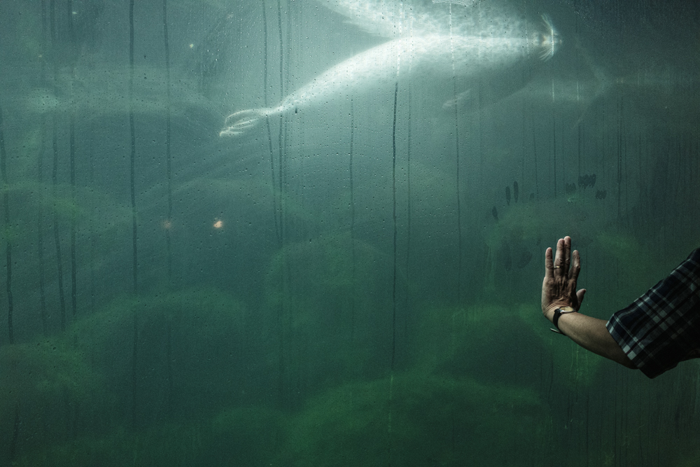 ©2015-2025GeorgeNobechi-Aquariums-5