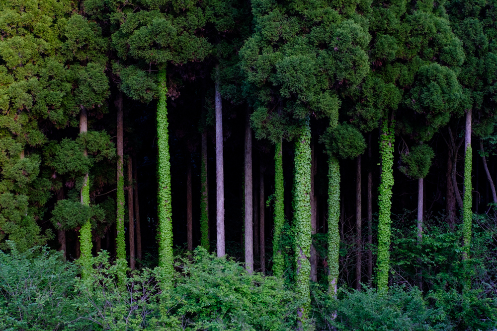 ©2015-2025GeorgeNobechi-TheJapanIHadntSeen-2