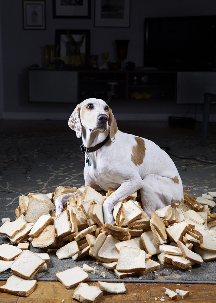 HouseHold-Cerberus-WEB