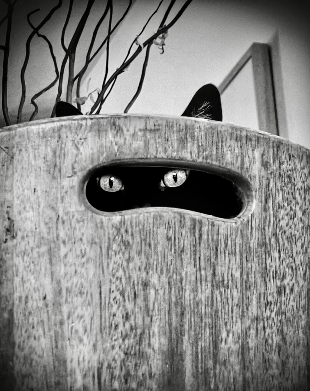 Laurie_Freitag_Trick_or_Treat - Laurie Freitag