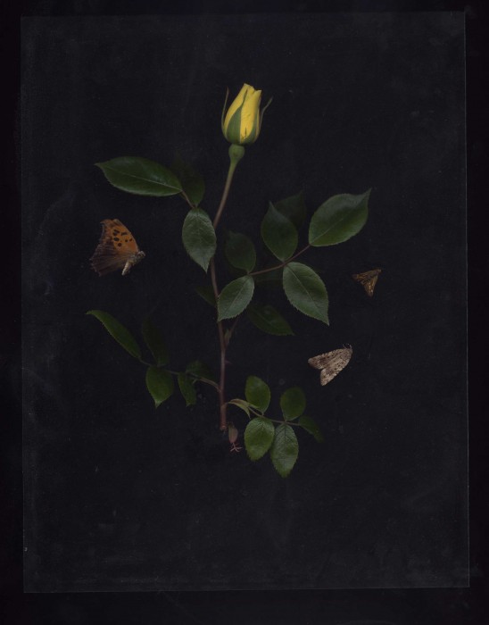 Loischild_Rachel_#180_3