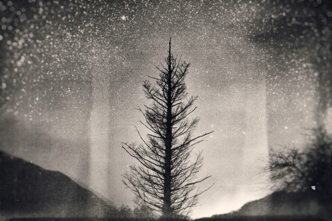 Molly Lamb_Yukari Chikura_Stars And Big Tree_2015