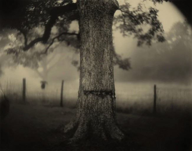 Preston Gannaway_Sally Mann Deep_South_Untitled_Scarred_Tree