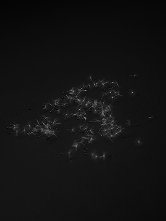 SunjooLee_Untold dandelion seeds_2022