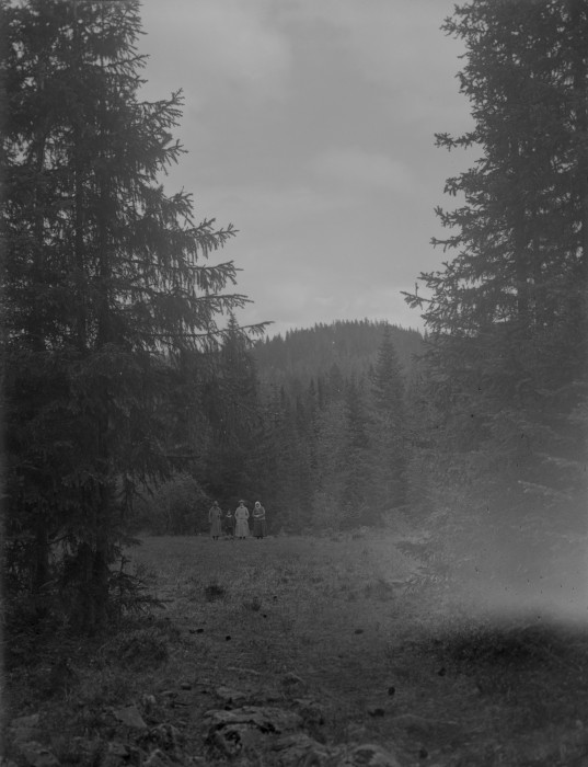016_TL1792_grupp_i_skogen_spotted_F_C