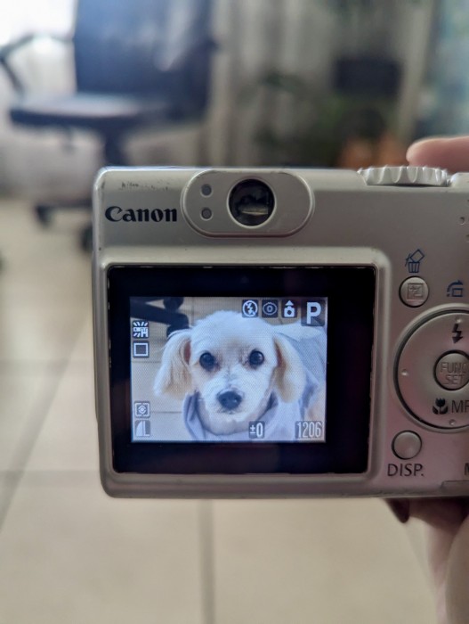 861925708441599160 - Peanut Le