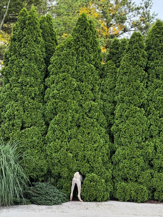 @Beeber Gary, Snooping Around, @beebergary, http-_www.garybeeber.com - Gary Beeber25 - Thanksgiving -