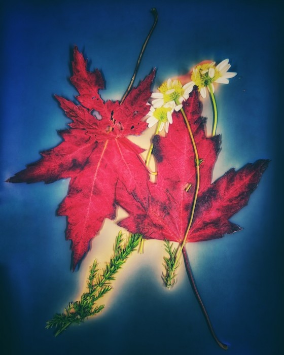 @Phyllis Schwartz, O Canada, @queenofmidnight, sassamatt.com - Phyllis Schwartz25 - Thanksgiving -