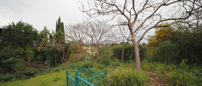 Igal Stulbach - Igal Stulbach25 - Thanksgiving -