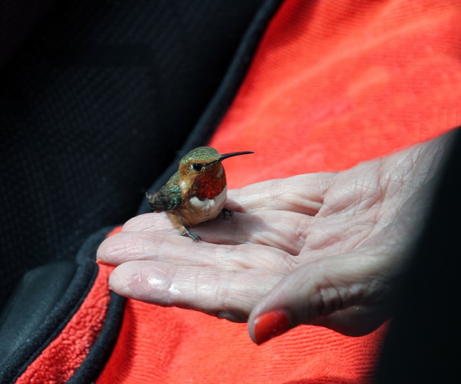 Mara Zaslove - Mara Zaslove- 2025 - Thanksgiving