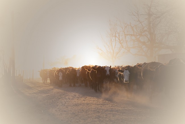 Paula Palavecino - Paula Palavecino