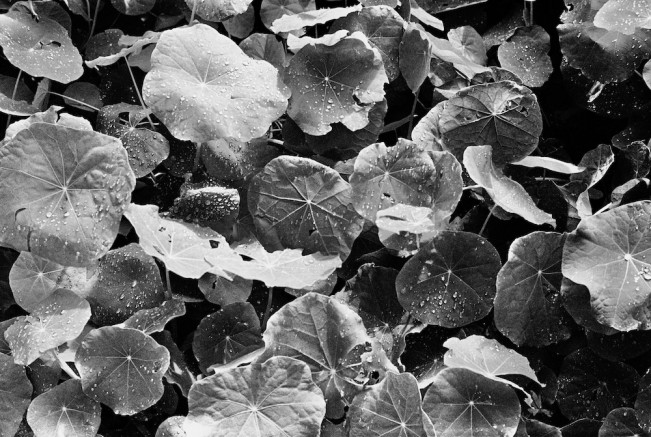 ©John Toohey Nasturtiums jtoohey929 www.johntooheyphotographer.com.au - John Toohey25 - Thanksgiving -