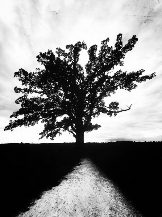 ©Laurie Freitag, The McBaine Burr Oak, McBaine, Missouri - Laurie Freitag25 - Thanksgiving -