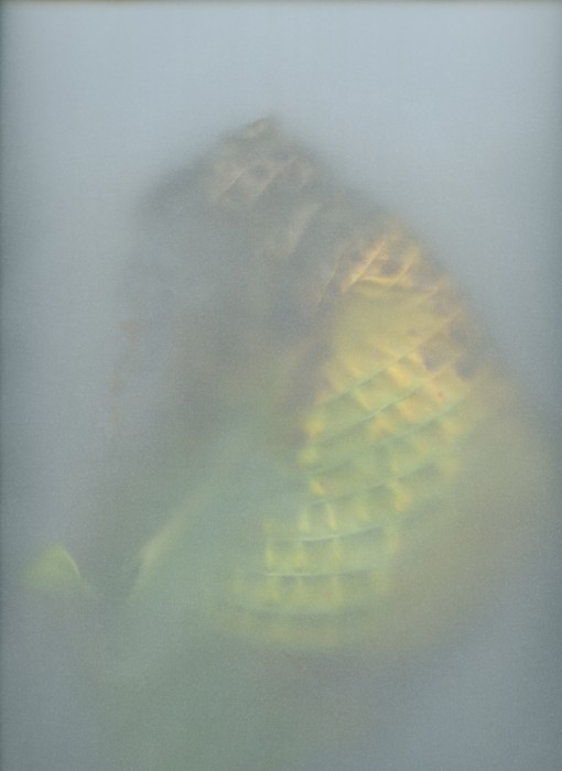 ©eveline_laing - Eveline25 - Thanksgiving -