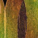 Dornith Doherty__Intersect final 7in_300ppi