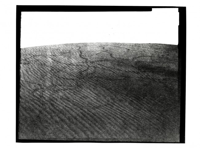 Fried_Scincus_scincus