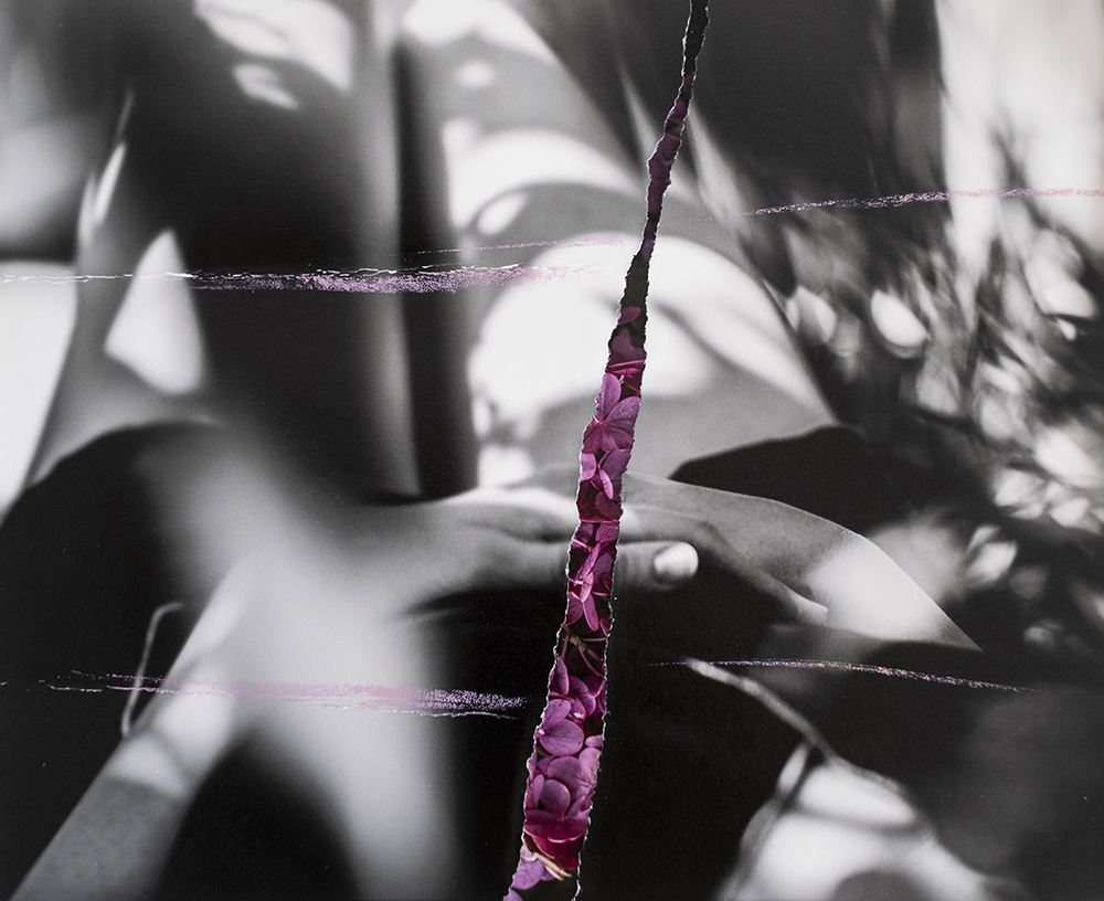 Sarah Hadley_ Pink Hydrangeas