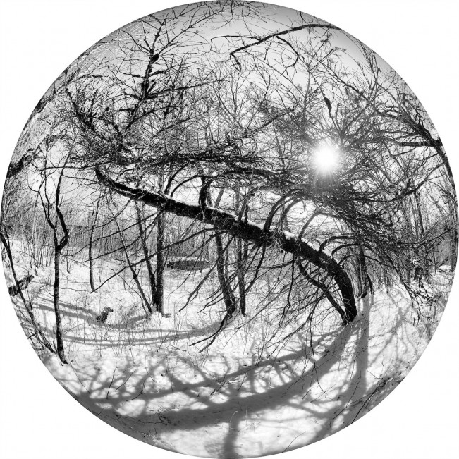 - Bryan Whitney 202610 Sinouos Tree