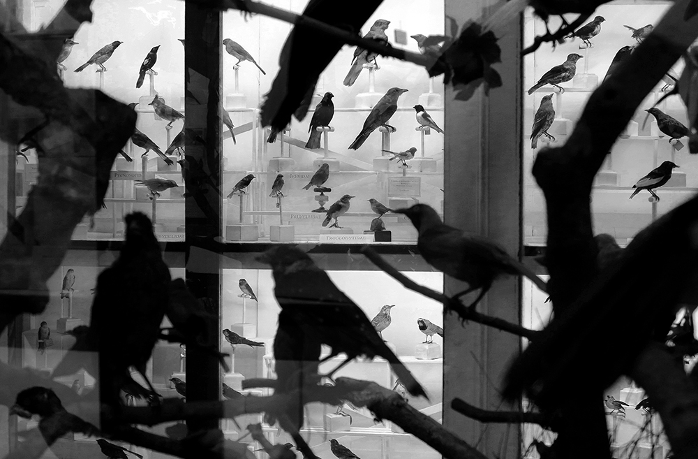 Kahlo_Pájaros_en_confusión,_2017_-_Serie_Fabulas_del_aire,_el_agua_y_la_tierra_CK5_copy