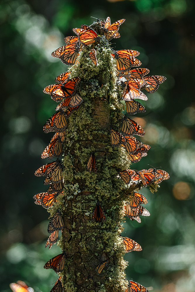 Muniz_Las_Monarca copy