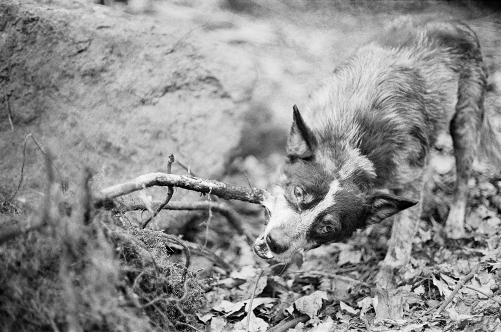 Shuman-Goodier_Phoebe-03