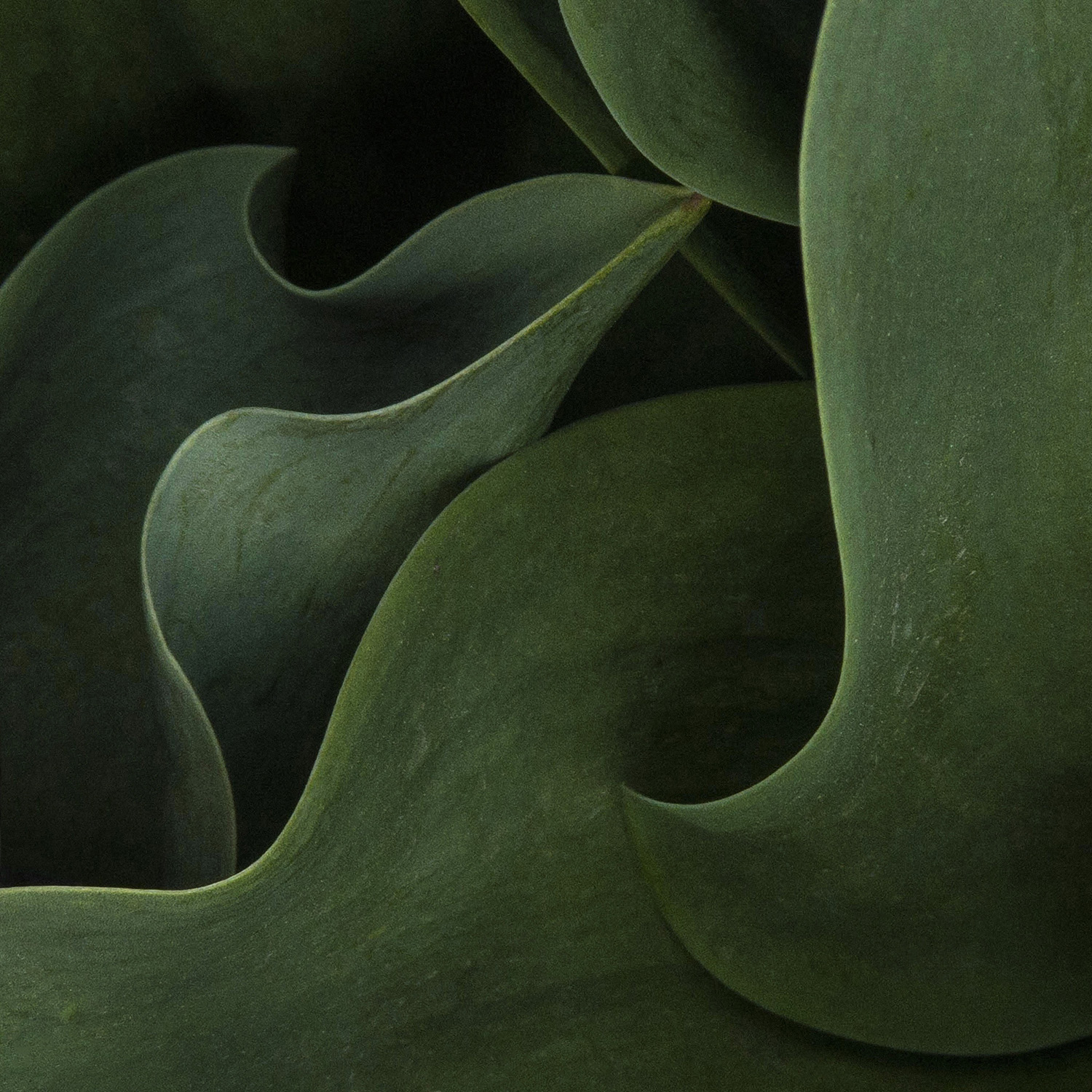 Fulton_Alt_Still_Life_03