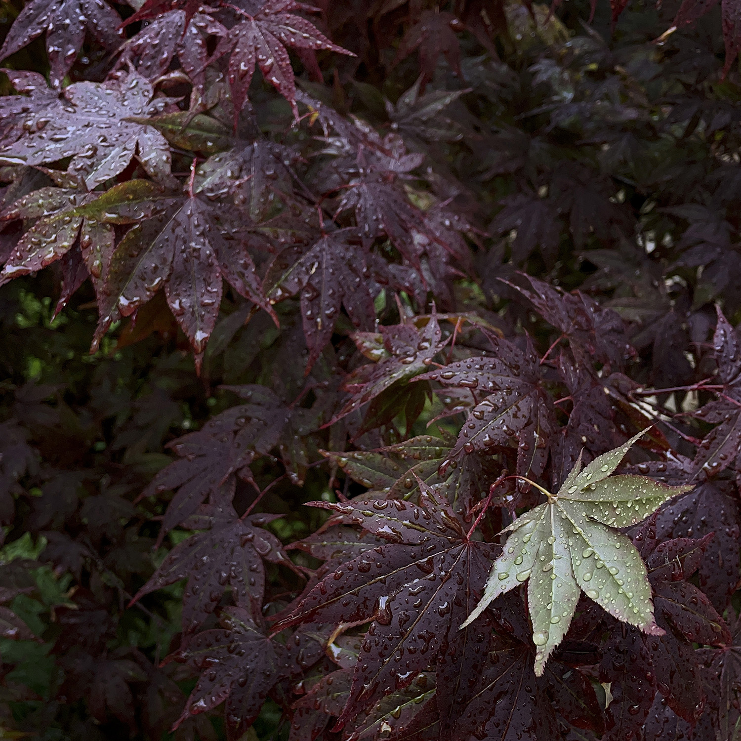 Fulton_Alt_Still_Life_09
