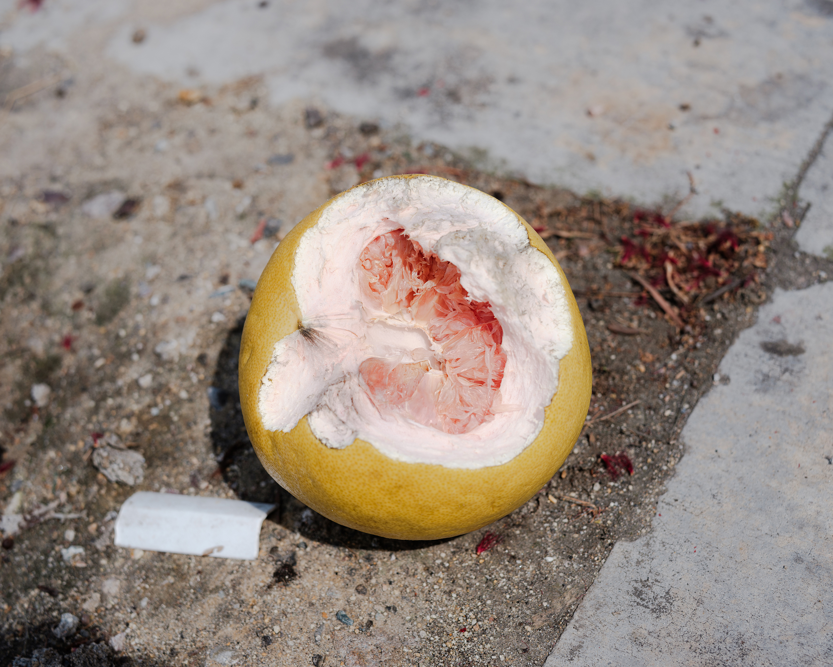 © Brandon Tani, Untitled, 2026