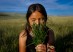 A young Blackfeet girl smells freshly harvested sweetgrass, connecting with a plant now under threat from drought and overgrazing.